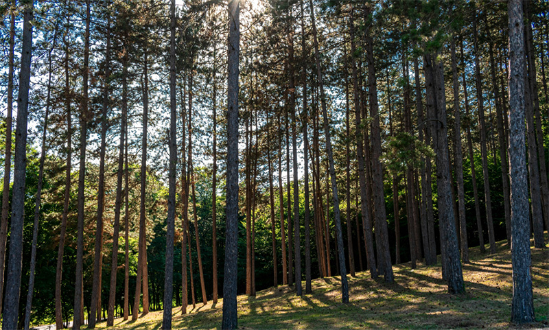 Biodegradable baking paper